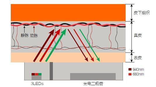 用于可穿戴健身设备的LED传感器