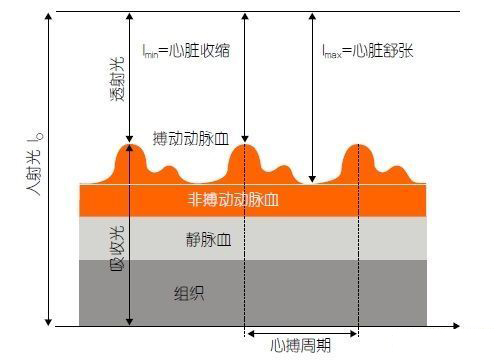 用于可穿戴健身设备的LED传感器