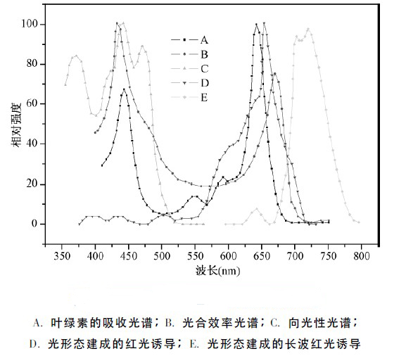 基于单片机的LED水族光源的设计