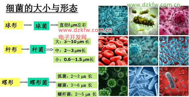 细菌的大小与形态